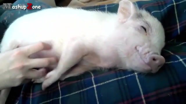 I make you feel good - Video & GIFs | piglet,piglets,cutest,small,cute animals,funny animals,animals,animal,pets,pet,funny,cute,pigs,pig,mini pigs,funny pigs,cute pigs,cute piglets,baby pig,miniature pig,micropig,micro pigs,baby pigs,mini pig,micro pig,animals pets