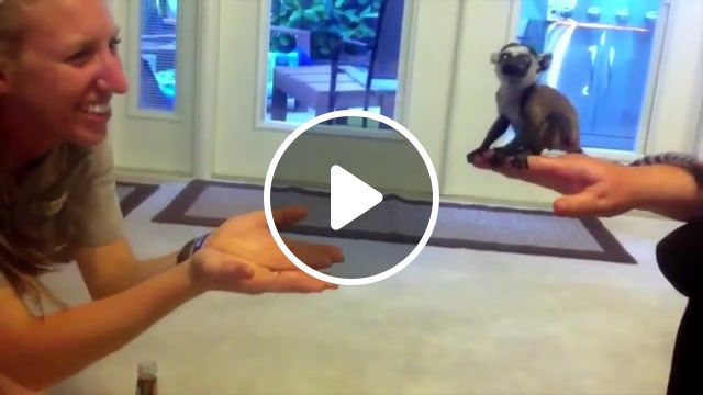 Lemurs actually can, fly, believe, he believes, viral, epic, best, lol, omg, fail, jokes, funny, fun, lemur, baby, jump, first, animals pets. #0