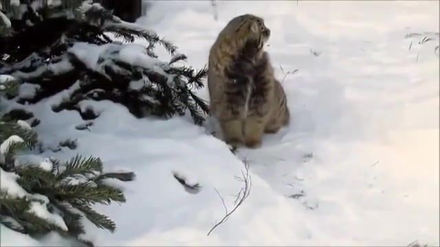 Manul and snow, manul, cat manul, cat, snow, cat enjoys the snow, cat plays, cat walks, manul poses for the camera, smart manul, the cat was surprised, beautiful cat manul, how manuls live, zoo, declified, cat has fun, animals, funny.