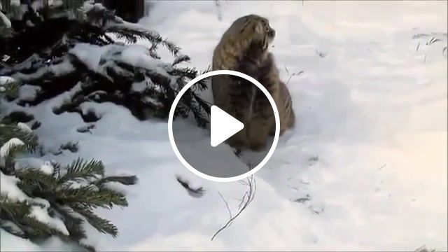 Manul and snow, manul, cat manul, cat, snow, cat enjoys the snow, cat plays, cat walks, manul poses for the camera, smart manul, the cat was surprised, beautiful cat manul, how manuls live, zoo, declified, cat has fun, animals, funny. #0