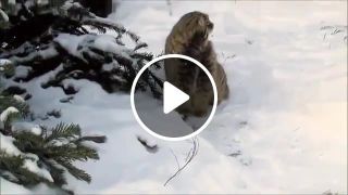 Manul and snow