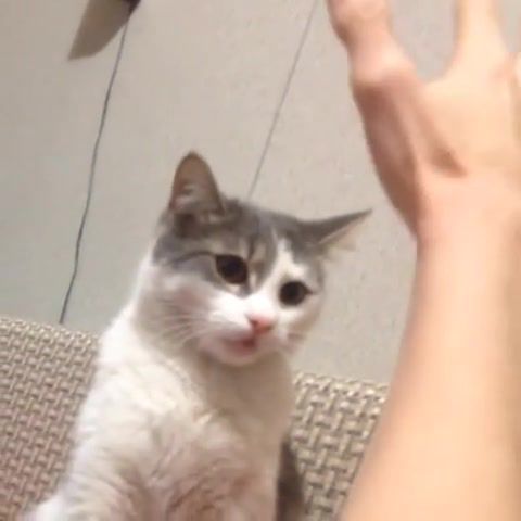 Meow like do not do this - Video & GIFs | animal,fun,funny,meme,memes,laugh,humor,cat,pretty,3,cute,webm,meow,animals pets