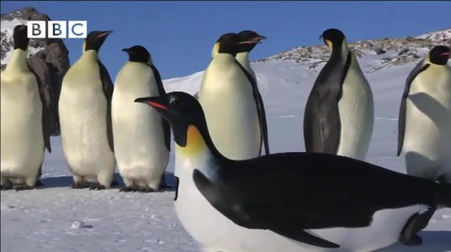 Penguins, Penguincam, Frozen, Camera, Spy, Penguins, Ice, Antarctic, Jane Lynch, Jay Leno, Discovery Channel, Waddle All The Way, Emperor Penguin, John Downer, Dr Who, Spy In The Huddle, Bbc, David Tennant, Emperor Penguins, Penguin, Animals Pets
