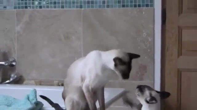 Siamese cats do not approve of shower time, animals pets.