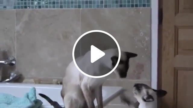 Siamese cats do not approve of shower time, animals pets. #0