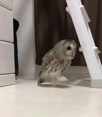 Sneaky owl, animals pets.