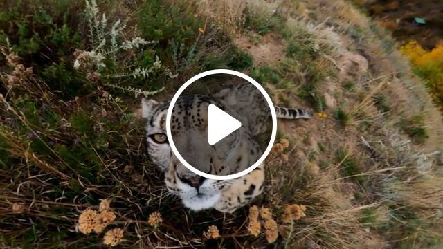 Snow leopard meets, gopro, hero4, hero5, hero camera, hd camera, stoked, rad, hd, best, go pro, cam, epic, hero4 session, hero5 session, session, action, beautiful, crazy, high definition, high def, be a hero, beahero, hero five, karma, gpro, hero six, hero6, hero7, hero, seven, hero 7, hero8, gopro max, max, snow leopard, endangered, animal, up close, cute, animals pets. #0