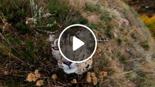 Snow Leopard Meets