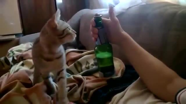 The Cat Opens The Beer. Open. Lol. Beer. Cat. Youtube. Denverous. Denver. Funny. Useful. Smart. Opens. Animals. Interesting. Animals Pets.