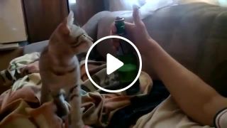 The cat opens the beer