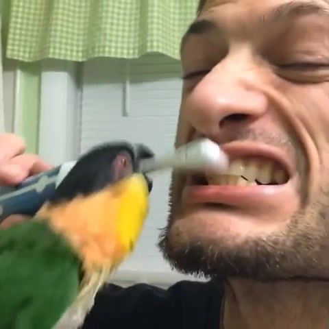 Toothbrush, animals pets.