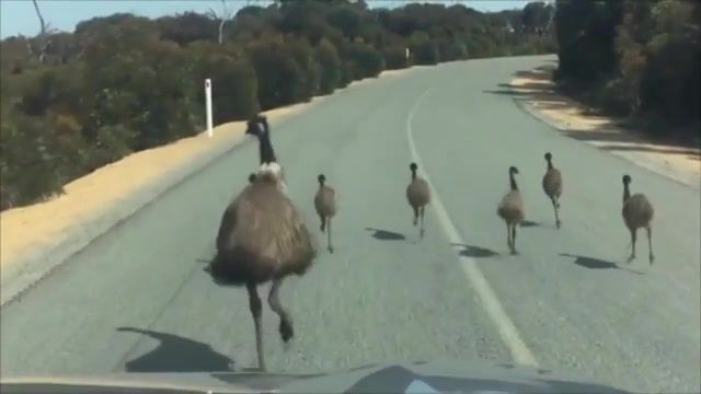 Traffic of australia, Animals Pets