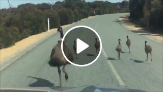 Traffic of australia
