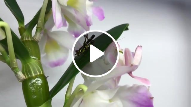 Unexpected, insects, beethoven, fascinating, unexpected, animals pets. #1