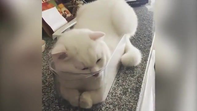 Water Cat, Just Be Water LOTUS