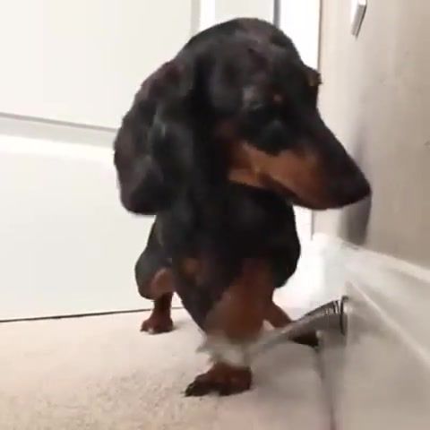 What is this, Dog, Funny, Door, Play, Sweet, Meme, Cute, Little, Puppy, Hilarious, Doggo, Doggy, Animals Pets