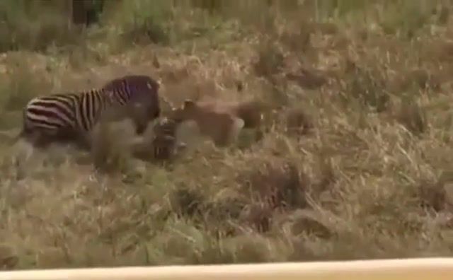 Zebra saving his friend - Video & GIFs | wild,lion,zebra,saved,rescue,hero,legend,savanah,desert,epic,animals pets