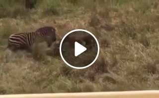 Zebra saving his friend