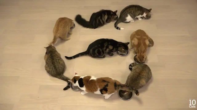 Abc song 10 cats, alphabet song, alphabet, cute cat, funny cat, funny cats, abc song, cat, animals pets.