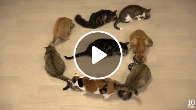 Abc song 10 cats, alphabet song, alphabet, cute cat, funny cat, funny cats, abc song, cat, animals pets. #0
