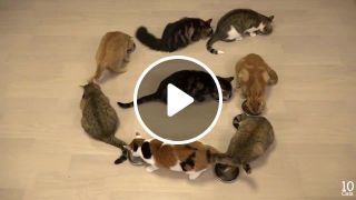 ABC Song 10 Cats