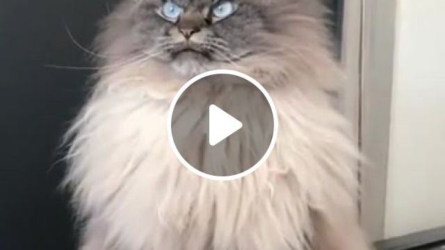 Angry Cat, Angry, Cat, Latest News, Angry Cats, Angrycat, Animals Pets. #0