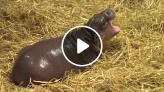 Baby pygmy hippo