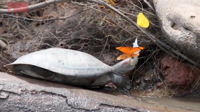 Butterflies drink Turtles tears for Sodium - Video & GIFs | animals,turtles,butterflies,wow,nature,amazing,beautiful,animals pets