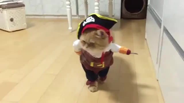 Captains cat and sparrow, matthew mcconaughey, johnny depp, miller planet, boat, waves, ocean, interstellar, jack sparrow, scary, evil, pirate, cats, cat, animals pets.