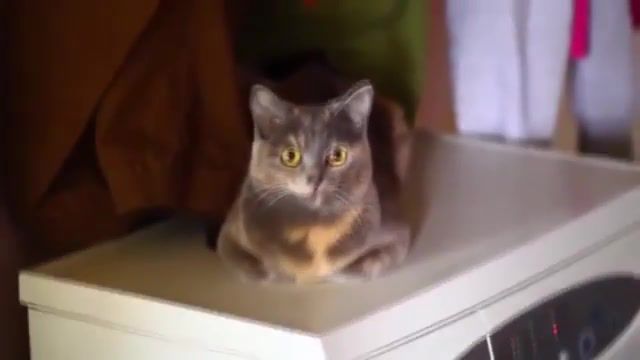 Cat of jelly - Video & GIFs | 2day,fatboy slim ya mama,music,jelly cat,cats,cat,cat of jelly,animals pets