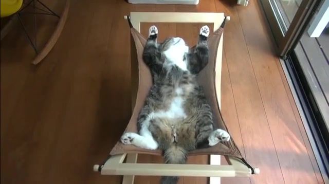 Cat relax, relax, cat, bob marley, cat maru, maru.