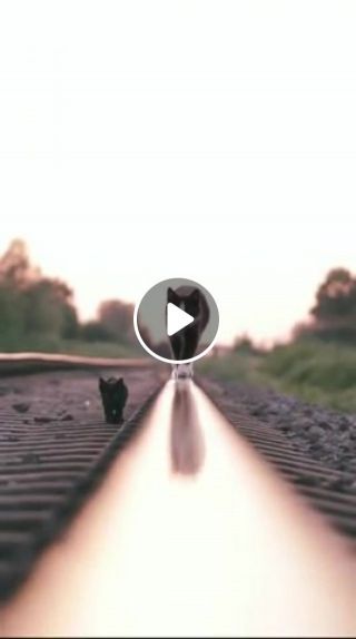Cats on the rail