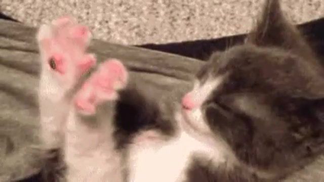 Cuteness Overload - Video & GIFs | cats,overload,comedy,humor,funny,cute,kittens,aristocats,cuteness overload,animals pets