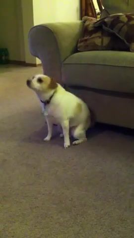 Dog dancing to understand that, shaking, eminem, nate dogg, shake that, funny dog, rap, dog, puppy, funny, cute, booty, popping, hilarious, comedy humour pets, dogs, pets, dancing, chihuahua, jack, russell, dance, twerk, twerkteam, twerkin, twerking, shake, animals pets.