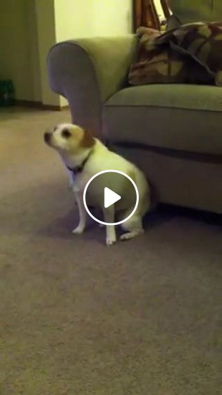 Dog Dancing To Understand That
