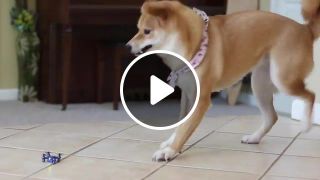 Dog terrified of mini drone