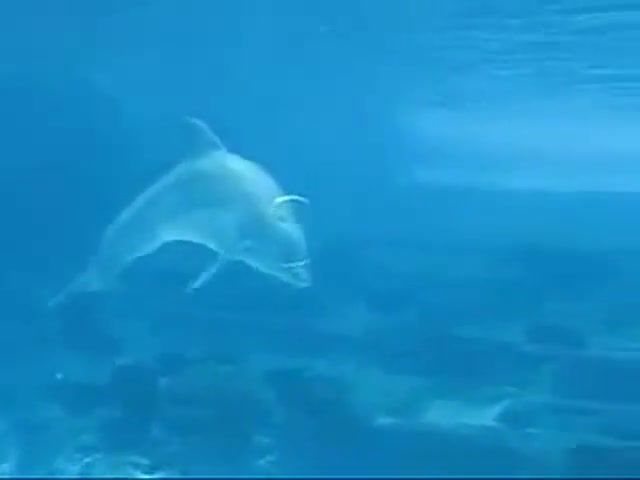 Dolphin Blowing Rings