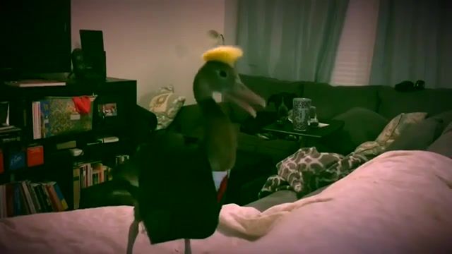 Duck dressed up as donald trump, duck, donald trump, animals pets.