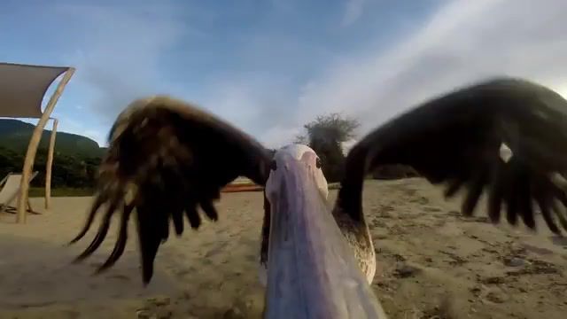Fly away, pelican, fly, beach, fly away, free, gopro, bird, skinshape, penny in a well, tanzania, animals pets.