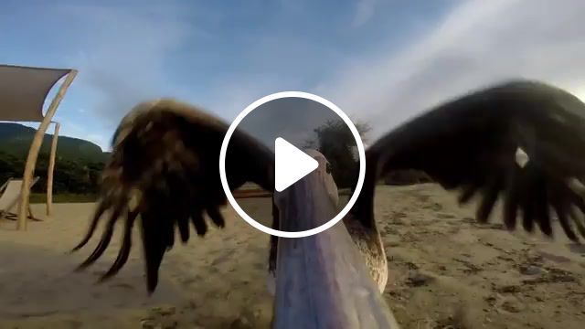 Fly away, pelican, fly, beach, fly away, free, gopro, bird, skinshape, penny in a well, tanzania, animals pets. #0