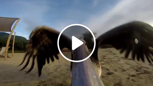 Fly away, pelican, fly, beach, fly away, free, gopro, bird, skinshape, penny in a well, tanzania, animals pets. #1