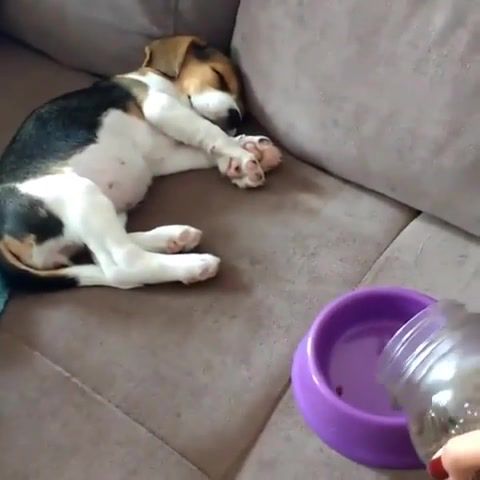 Food is motivating puppy wakes up for food
