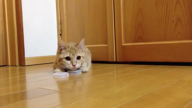 Funny cats, funny cats, funny cat, try not to laugh, try not to laugh challenge, funny cats compilation, funny, cats, hardest try not to laugh challenge, cat, cute cats, challenge, compilation, animals pets.