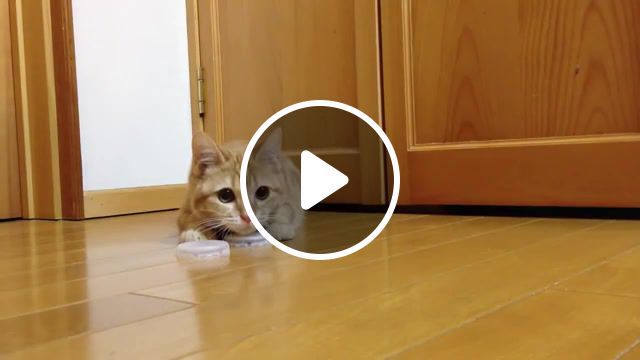 Funny cats, funny cats, funny cat, try not to laugh, try not to laugh challenge, funny cats compilation, funny, cats, hardest try not to laugh challenge, cat, cute cats, challenge, compilation, animals pets. #0