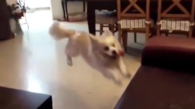 Hasing of the day, compilation, failed, fail, puppys, puppy, dogs, dog, comedy, funny, animals pets.