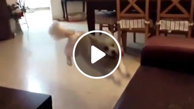 Hasing of the day, compilation, failed, fail, puppys, puppy, dogs, dog, comedy, funny, animals pets. #0