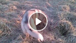 Huskies eating mouse