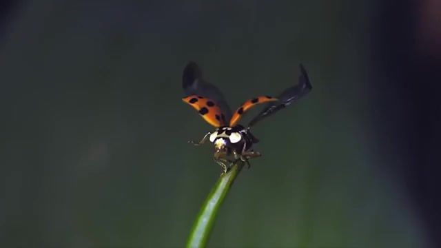 Ladybird slow mo, animals pets.