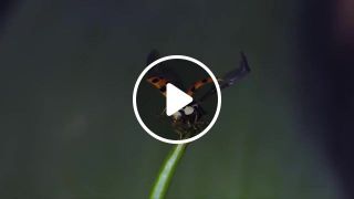 Ladybird slow mo