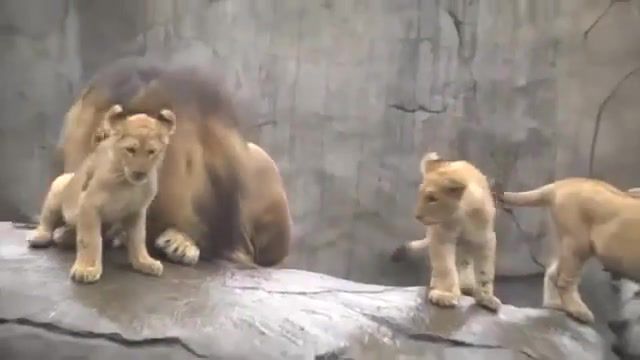 Lion Cubs Meet Their Dad, Flood, Join, Omfg, Omg, Wtf, Liondigital, Playing, Oregon Zoo, Serengeti, Cubs, Lion, Animals Pets